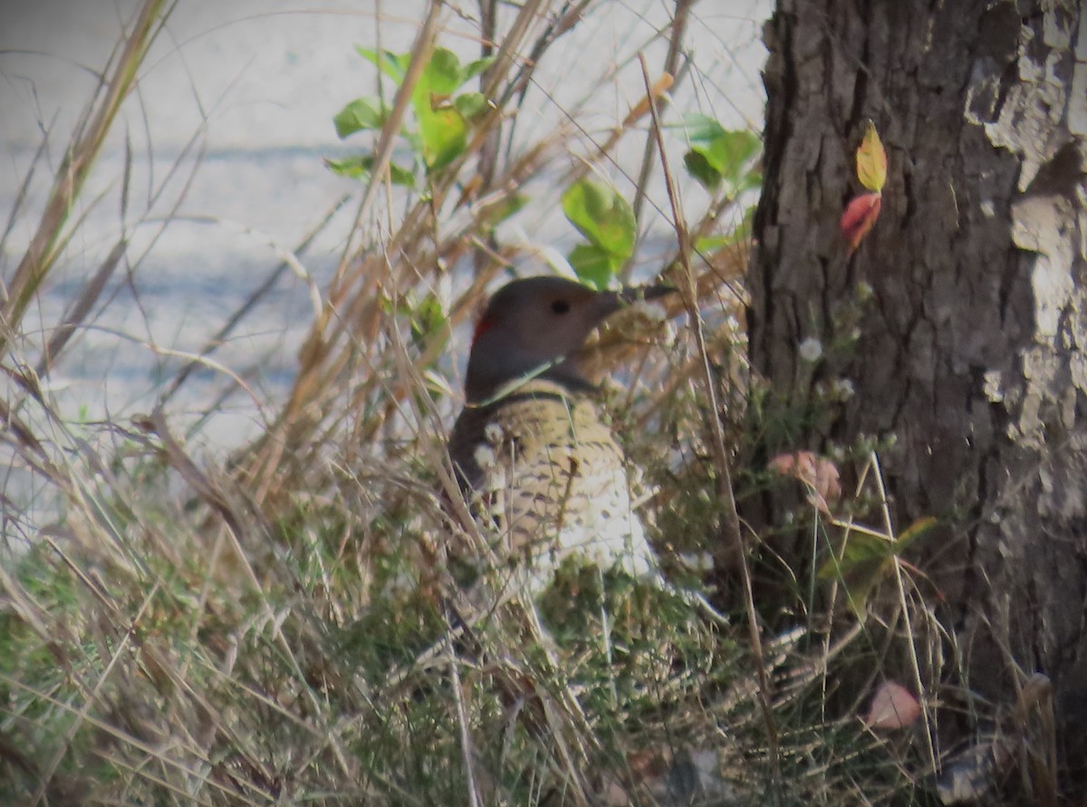 Northern Flicker - ML610610316