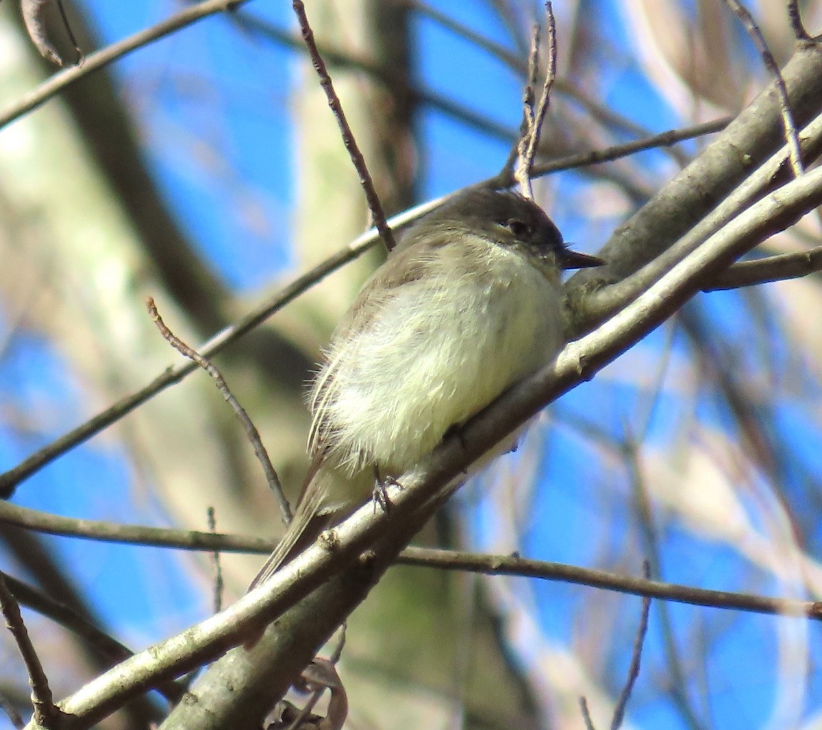 Eastern Phoebe - ML610610337