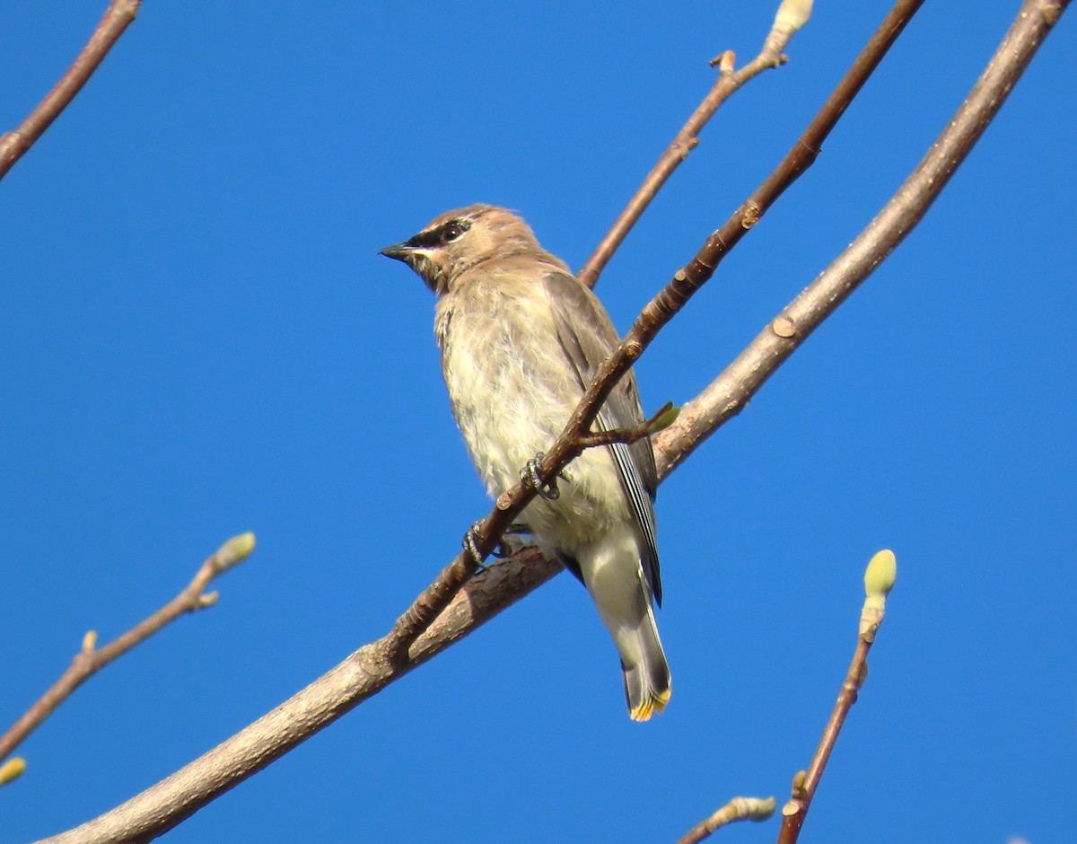 Cedar Waxwing - ML610610361