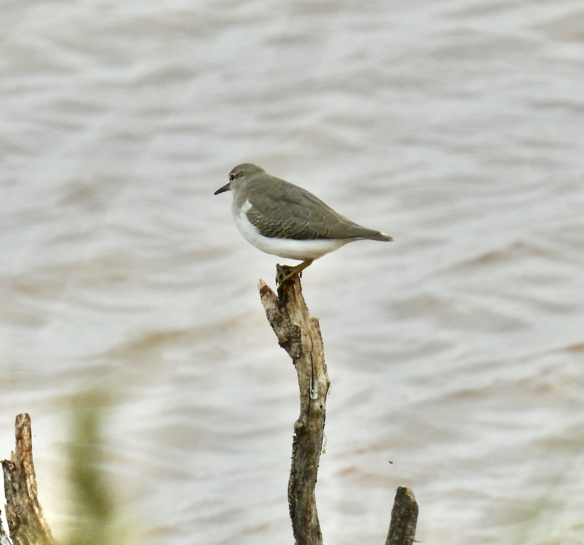 Spotted Sandpiper - Van Remsen