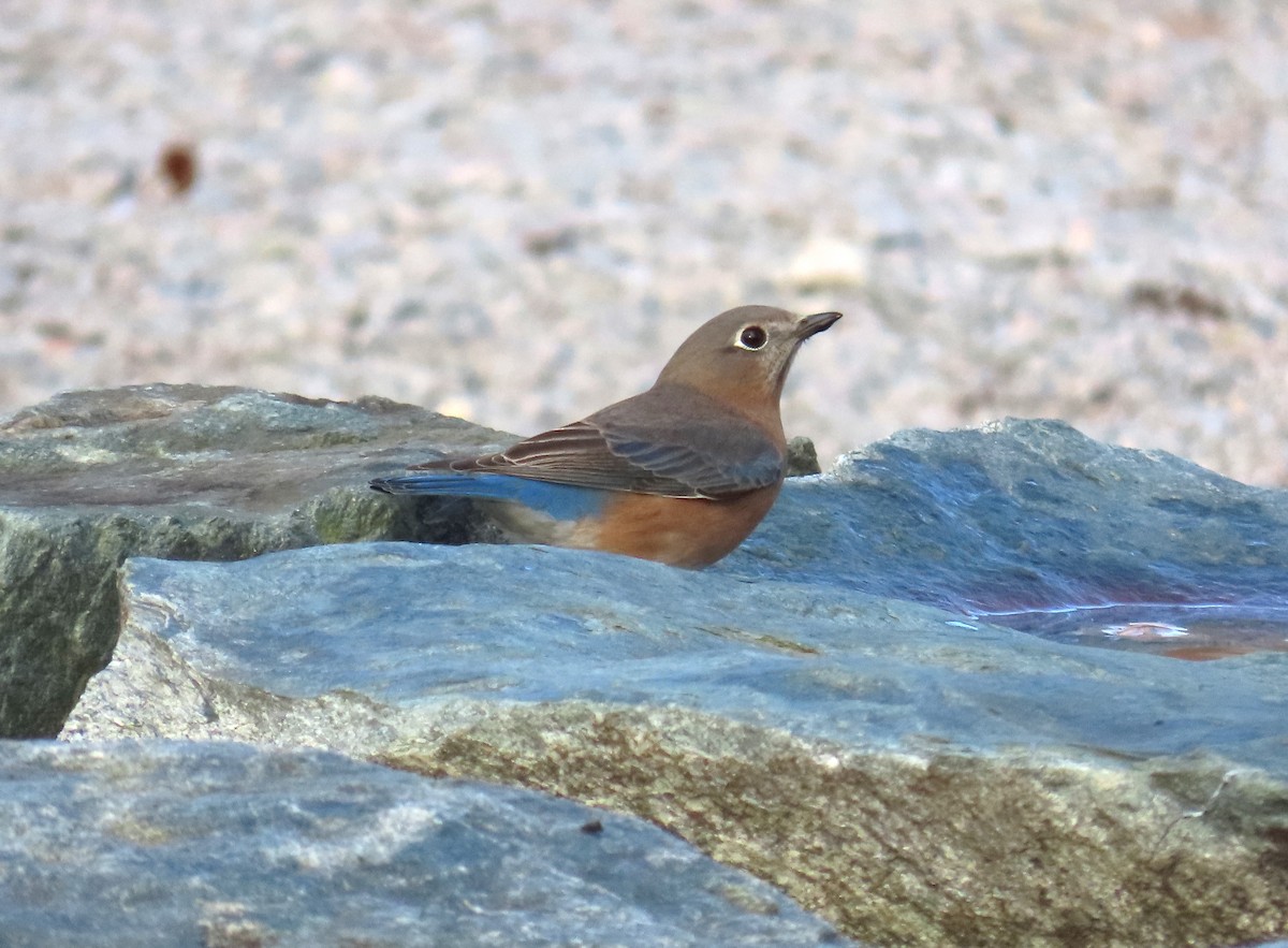 Eastern Bluebird - ML610610375