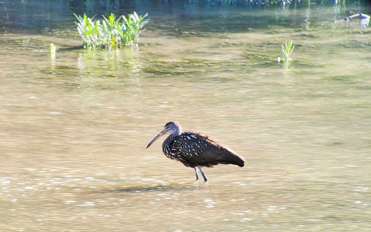 Limpkin - ML610610378