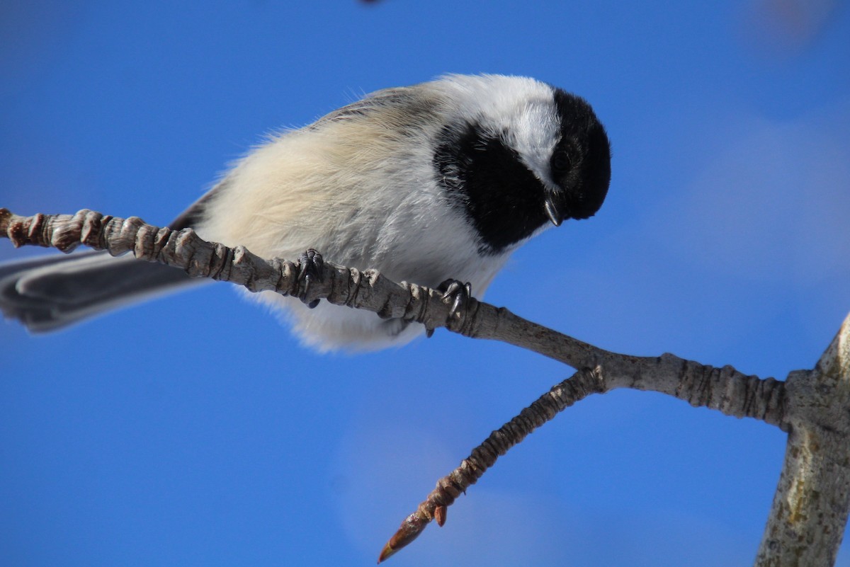 Black-capped Chickadee - Elaine Cassidy