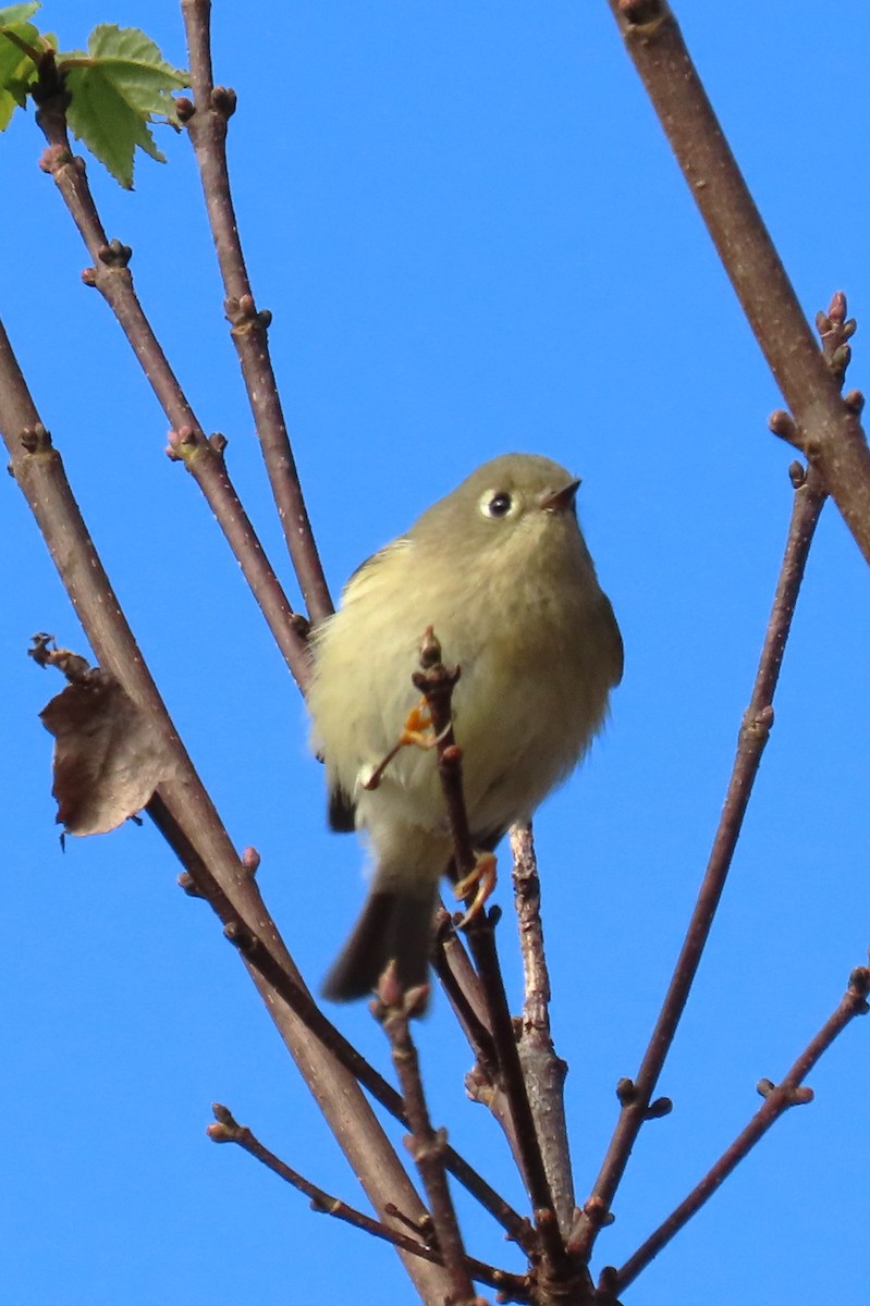 Ruby-crowned Kinglet - ML610610412