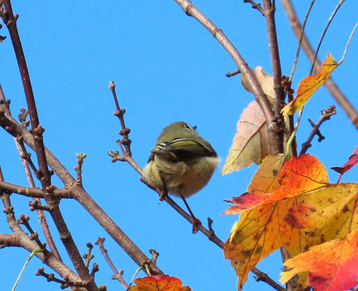 Ruby-crowned Kinglet - ML610610414