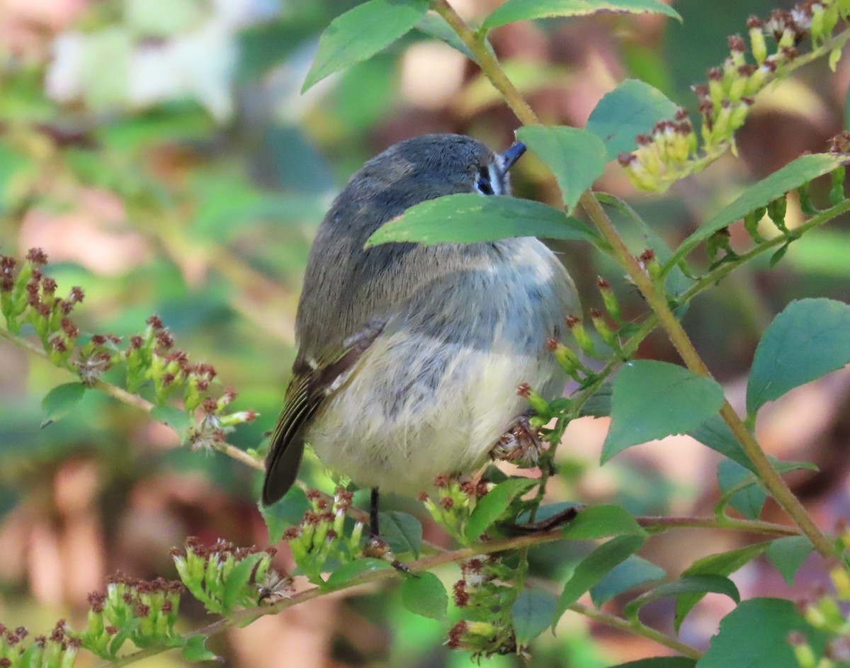 Ruby-crowned Kinglet - ML610610417