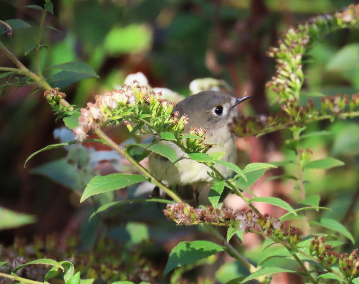 Ruby-crowned Kinglet - Anne Cianni