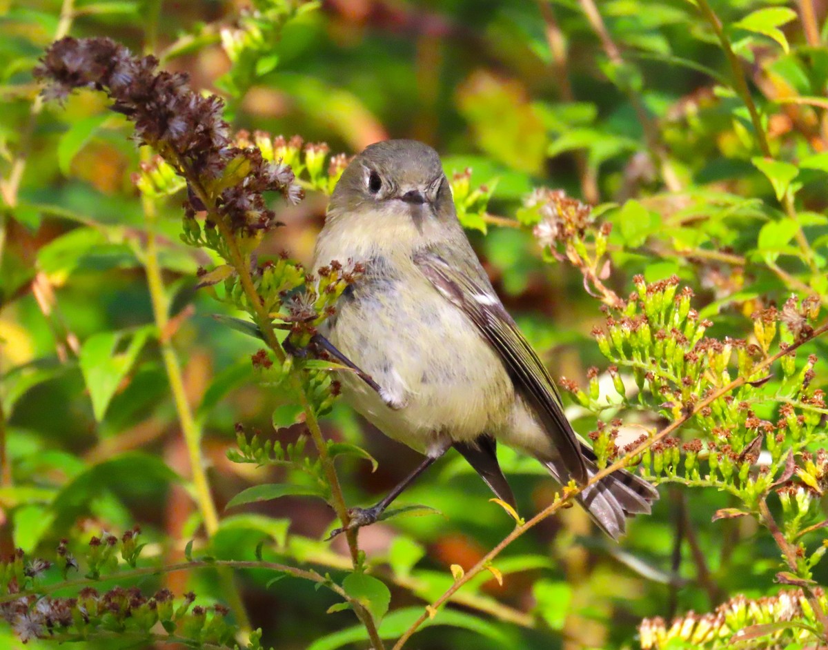 Ruby-crowned Kinglet - ML610610420