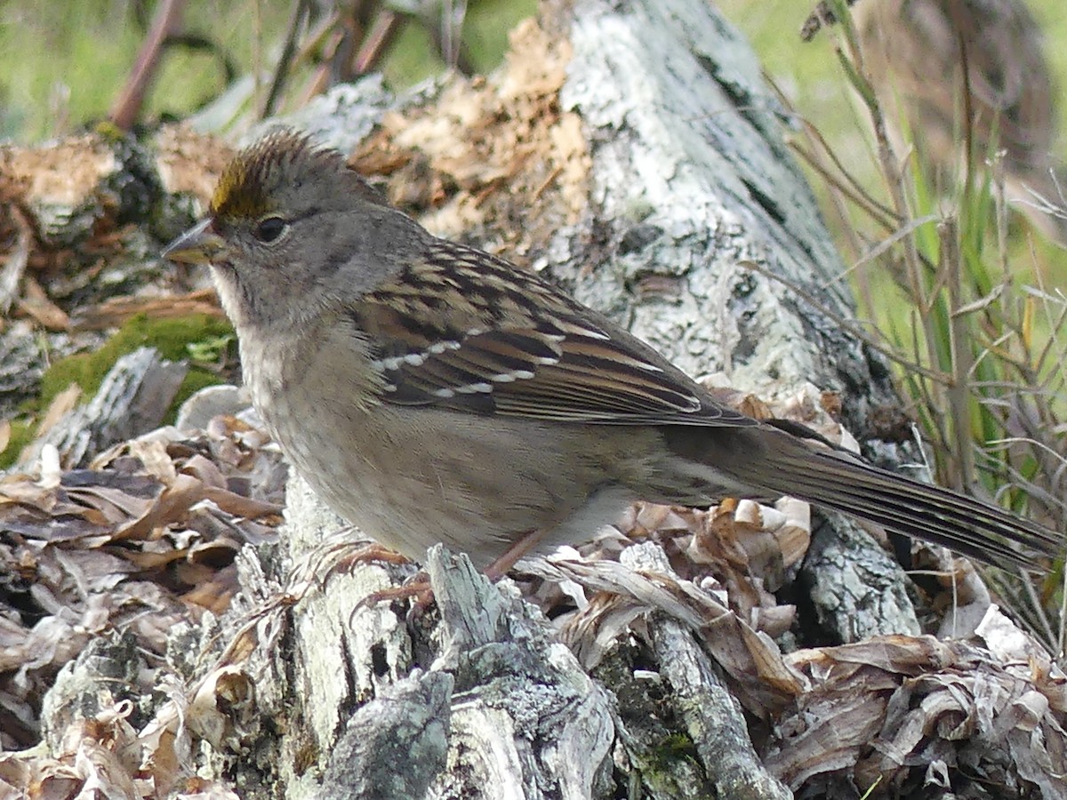 Golden-crowned Sparrow - ML610610426