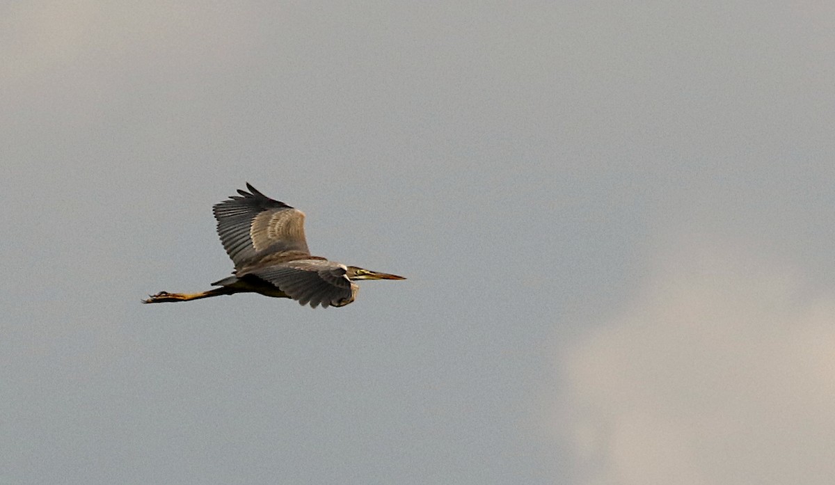 Purple Heron (Purple) - ML610610430