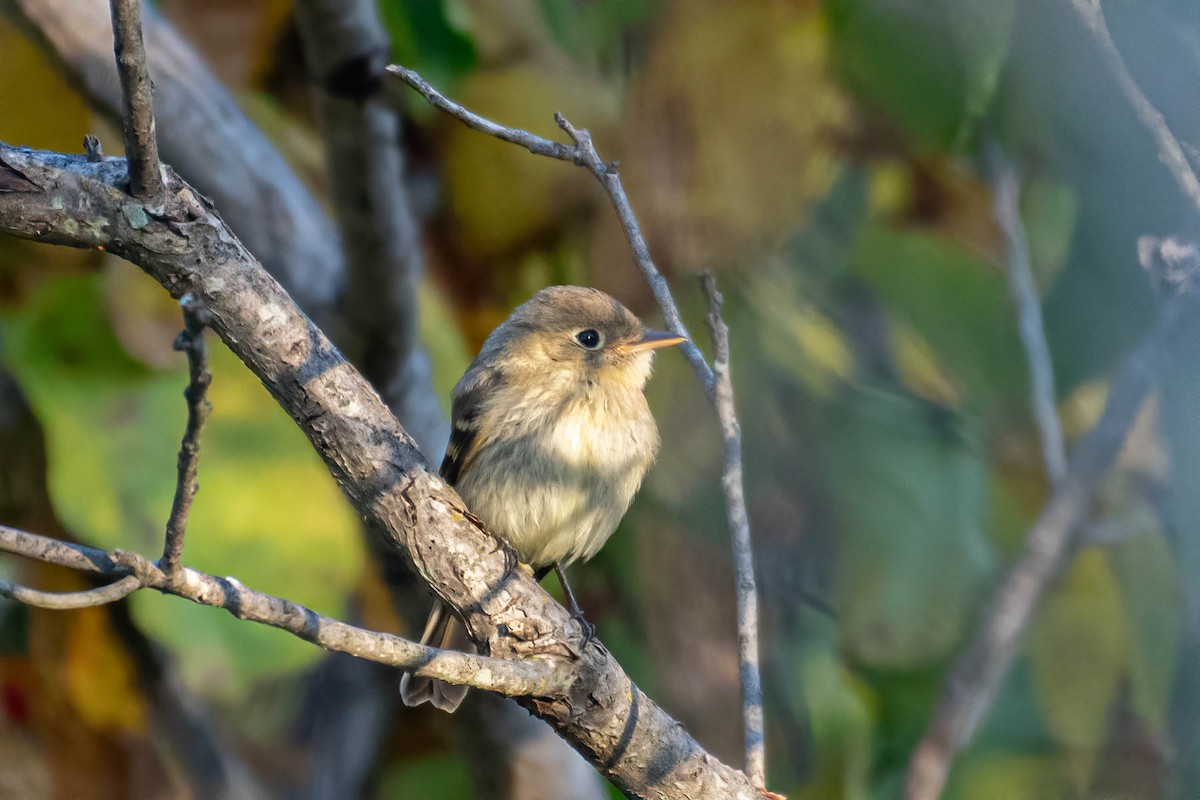 Western Flycatcher - ML610610500