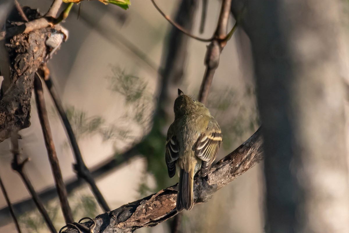 Western Flycatcher - ML610610516