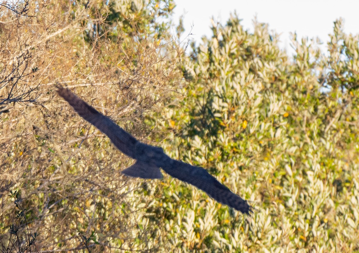 Great Horned Owl - ML610610527