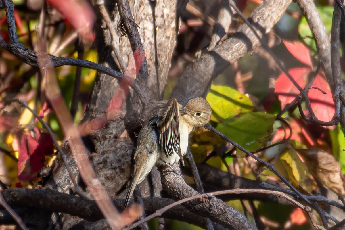 Western Flycatcher - ML610610545