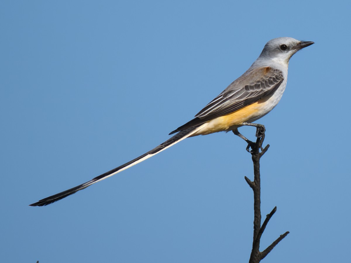 Scherenschwanz-Königstyrann - ML610610586