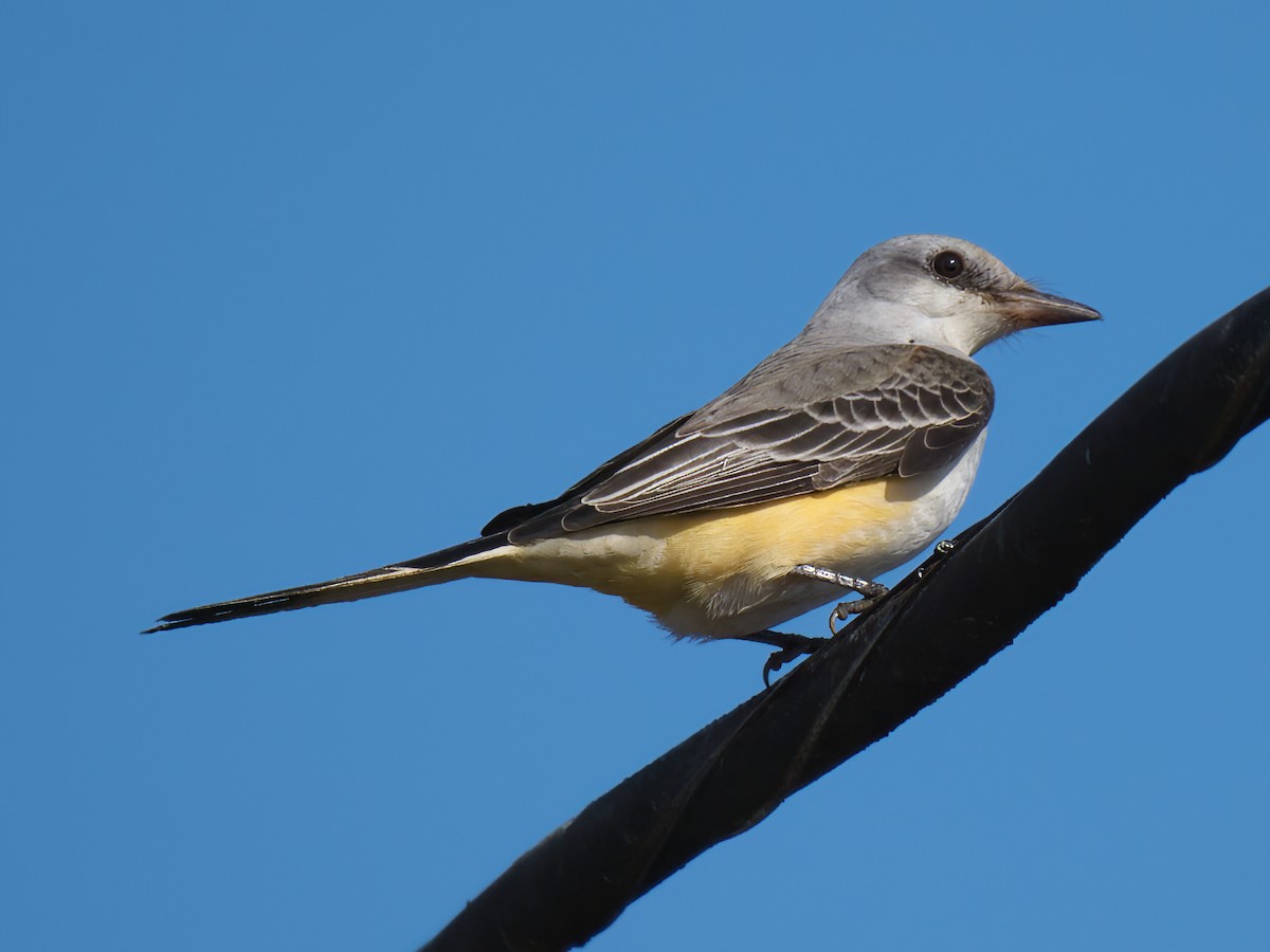 Scissor-tailed Flycatcher - Cin-Ty Lee