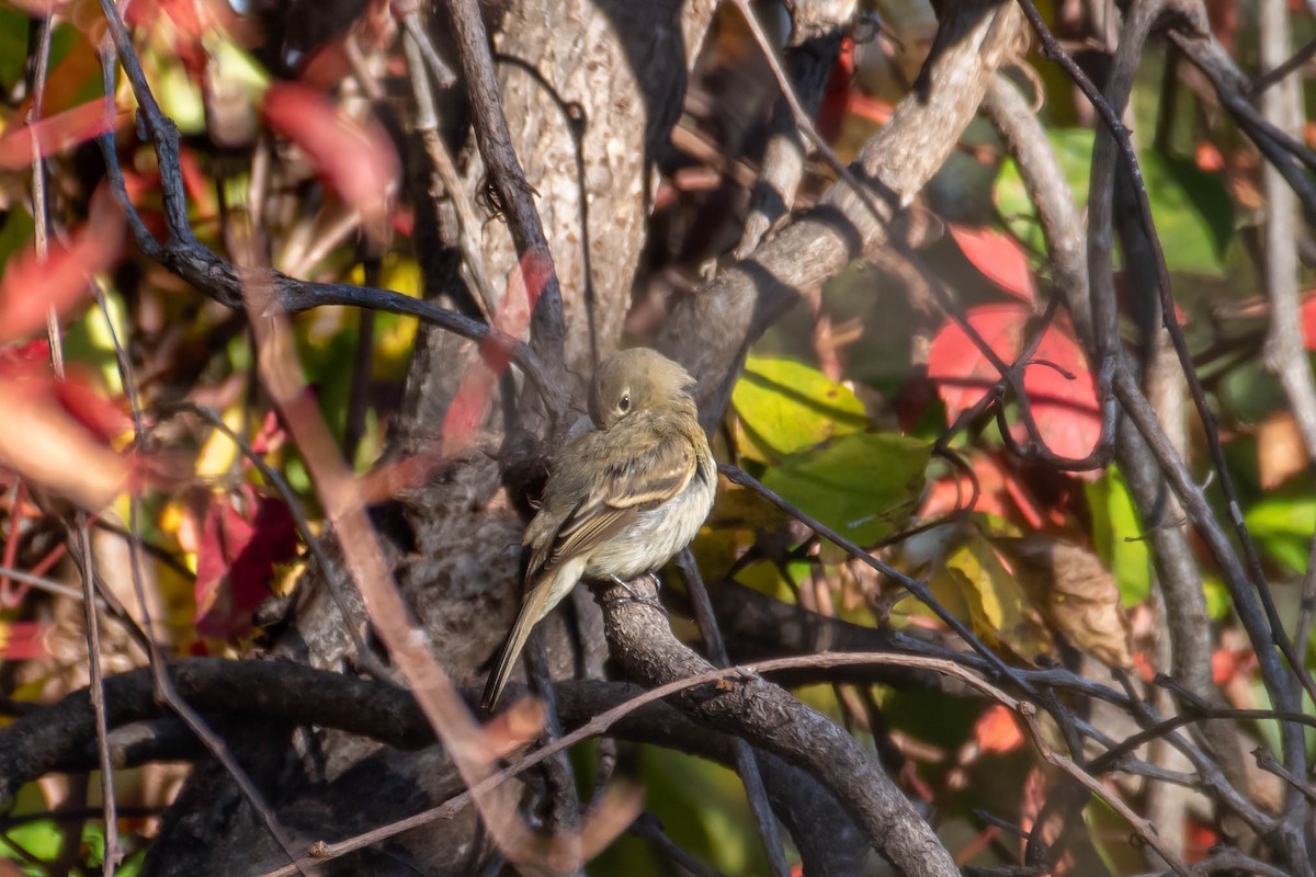 Western Flycatcher - ML610610599