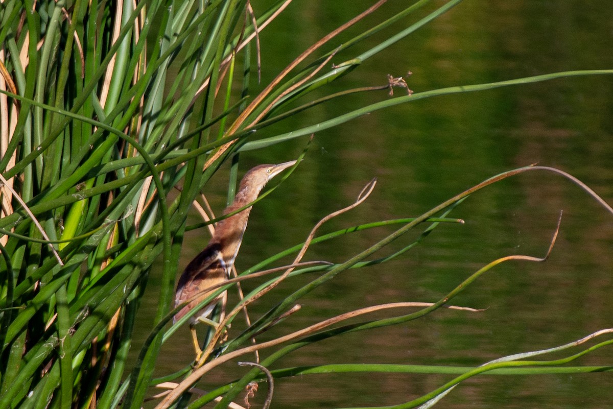 Least Bittern - ML610610727