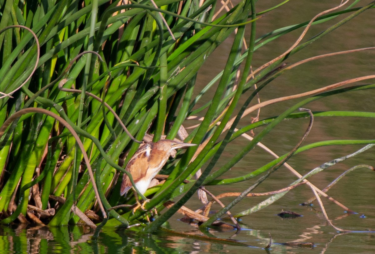 Least Bittern - ML610610728