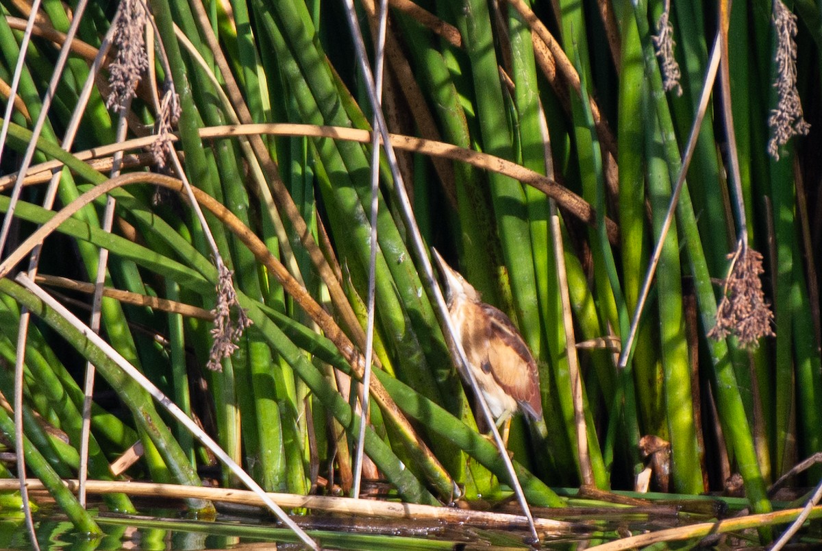 Least Bittern - ML610610729