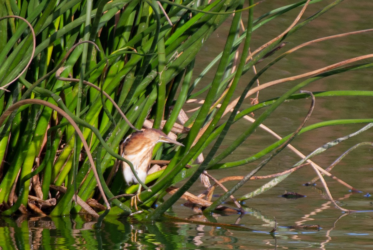 Least Bittern - ML610610730