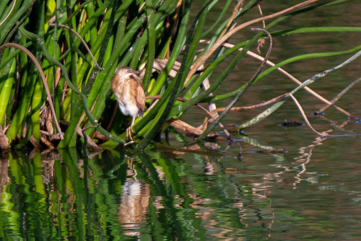 Least Bittern - ML610610731