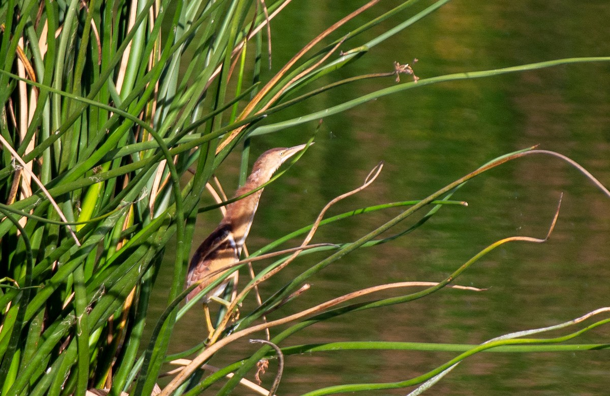 Least Bittern - ML610610732