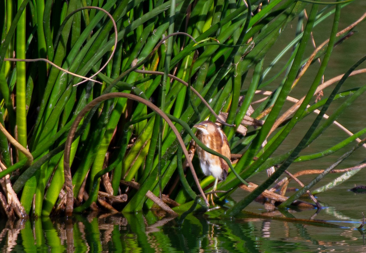 Least Bittern - ML610610733