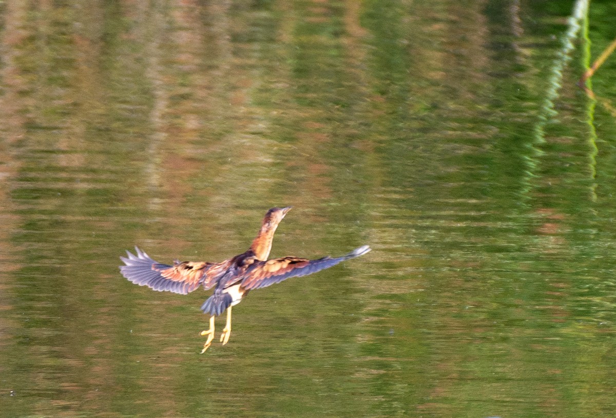 Least Bittern - ML610610734