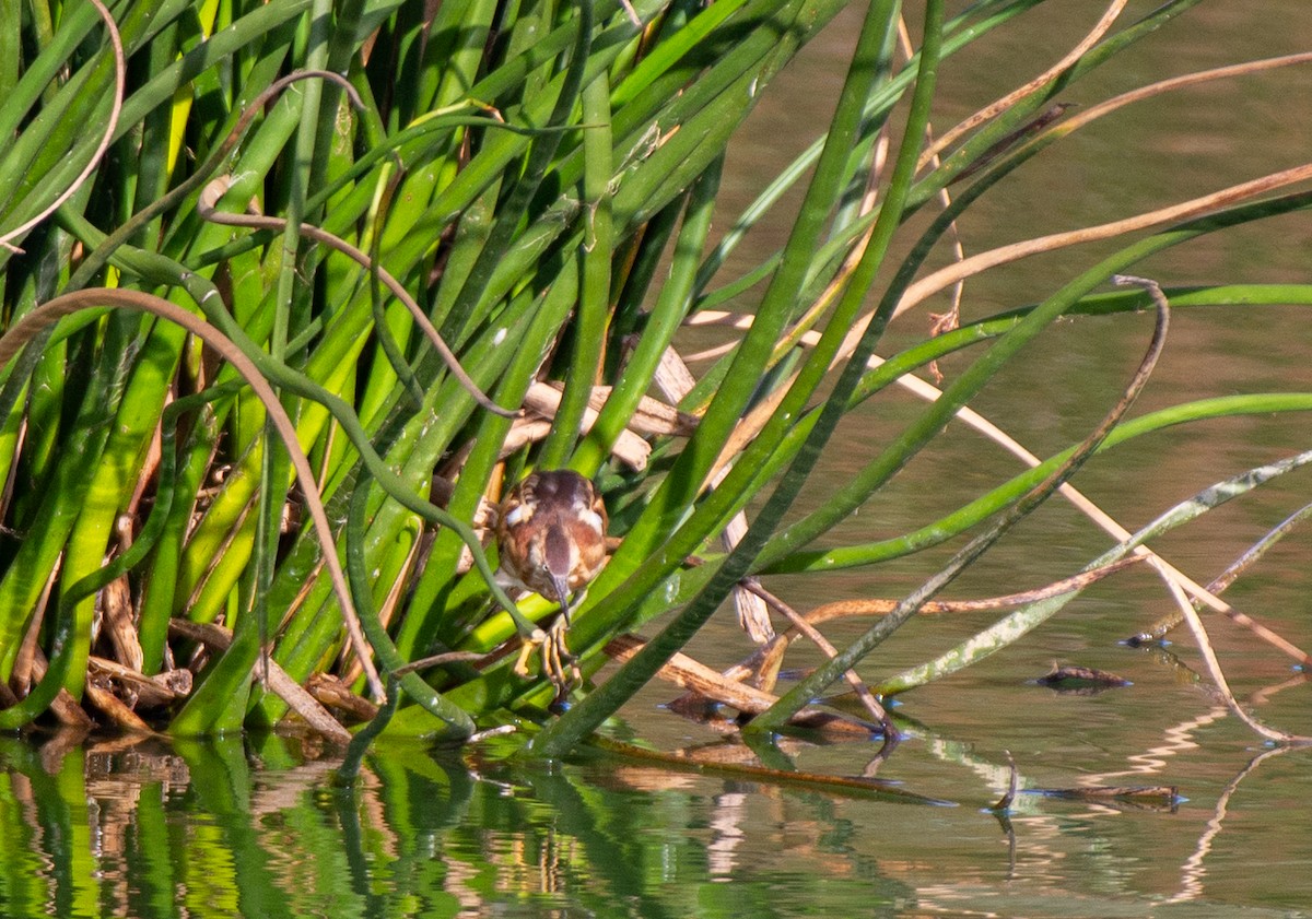 Least Bittern - ML610610735