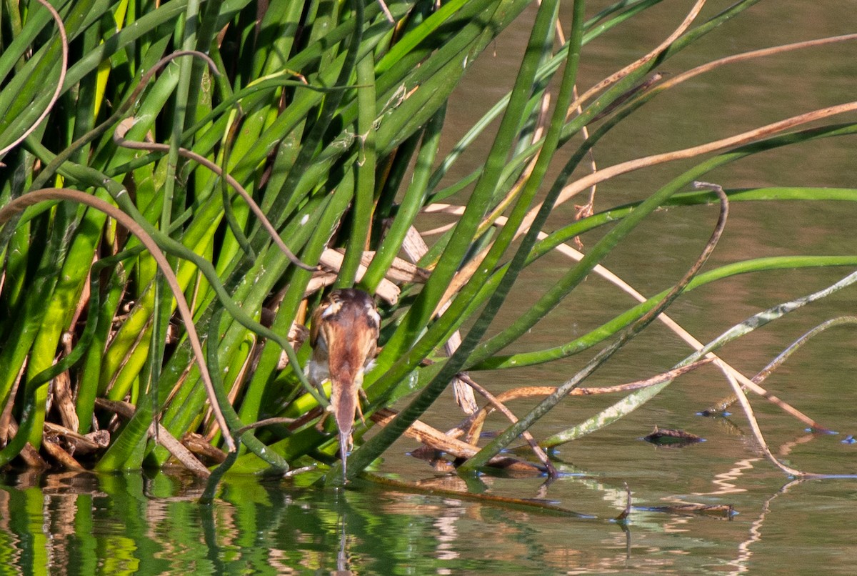 Least Bittern - ML610610736
