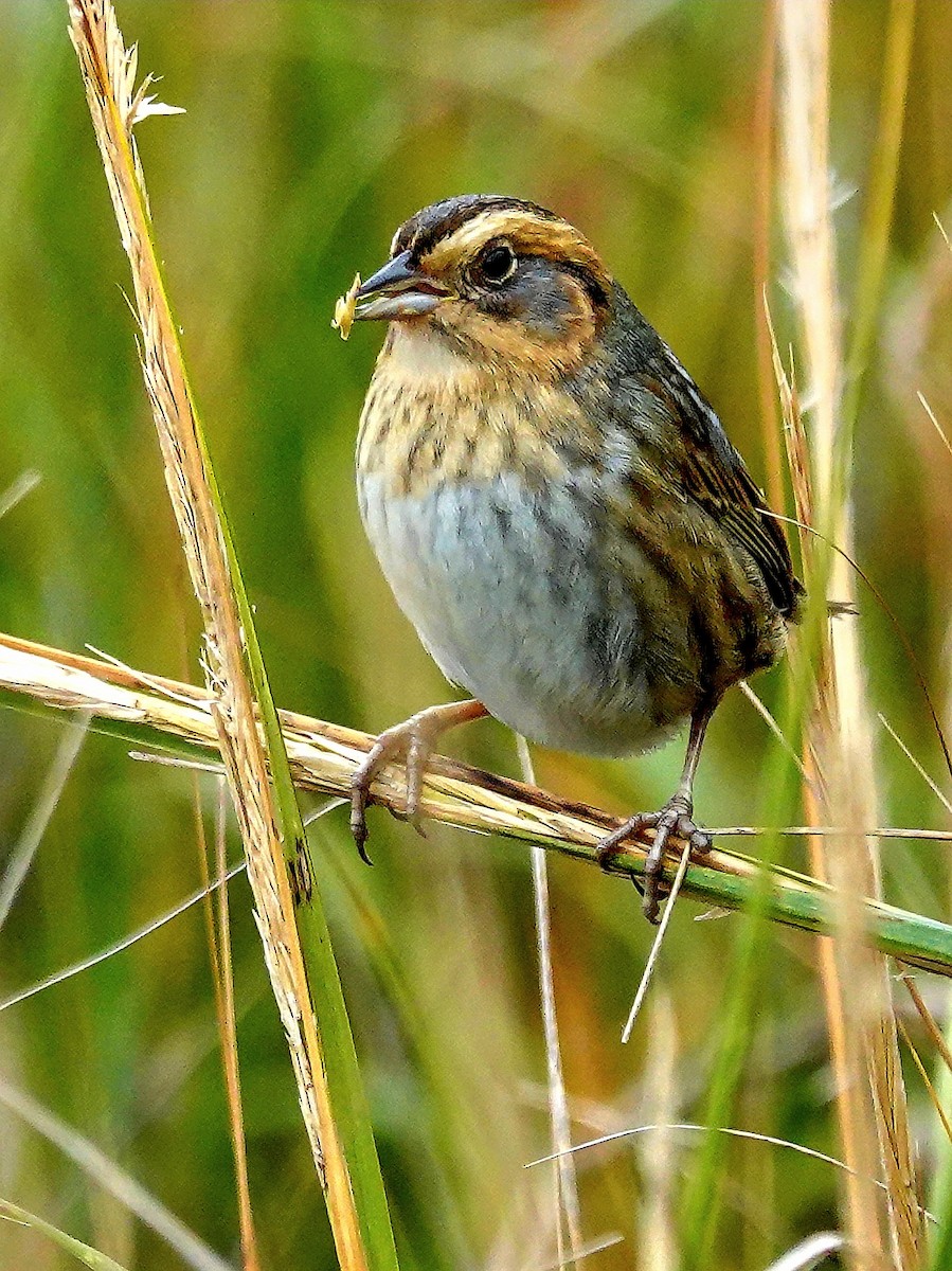 Nelson's Sparrow (Atlantic Coast) - Kathleen Horn