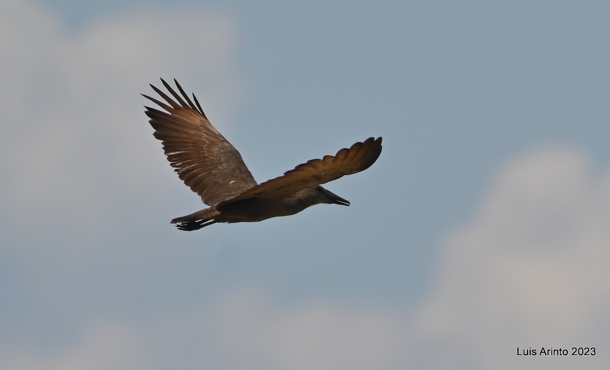 Hamerkop - ML610610853