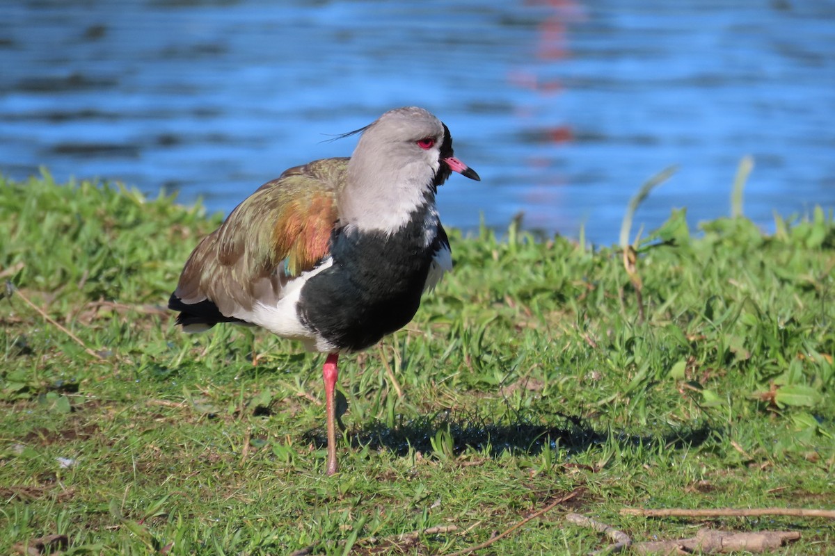 Southern Lapwing - ML610610857