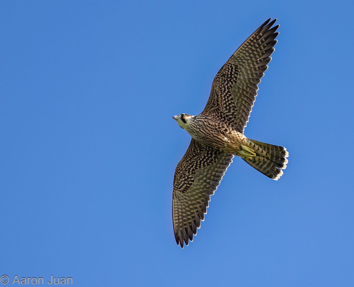 Peregrine Falcon (Tundra) - Aaron Juan