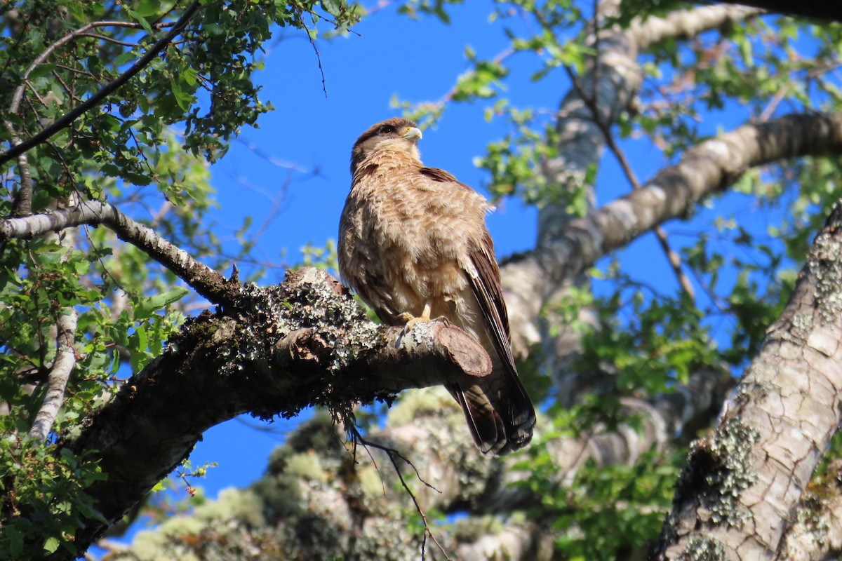 Chimango Caracara - ML610610919