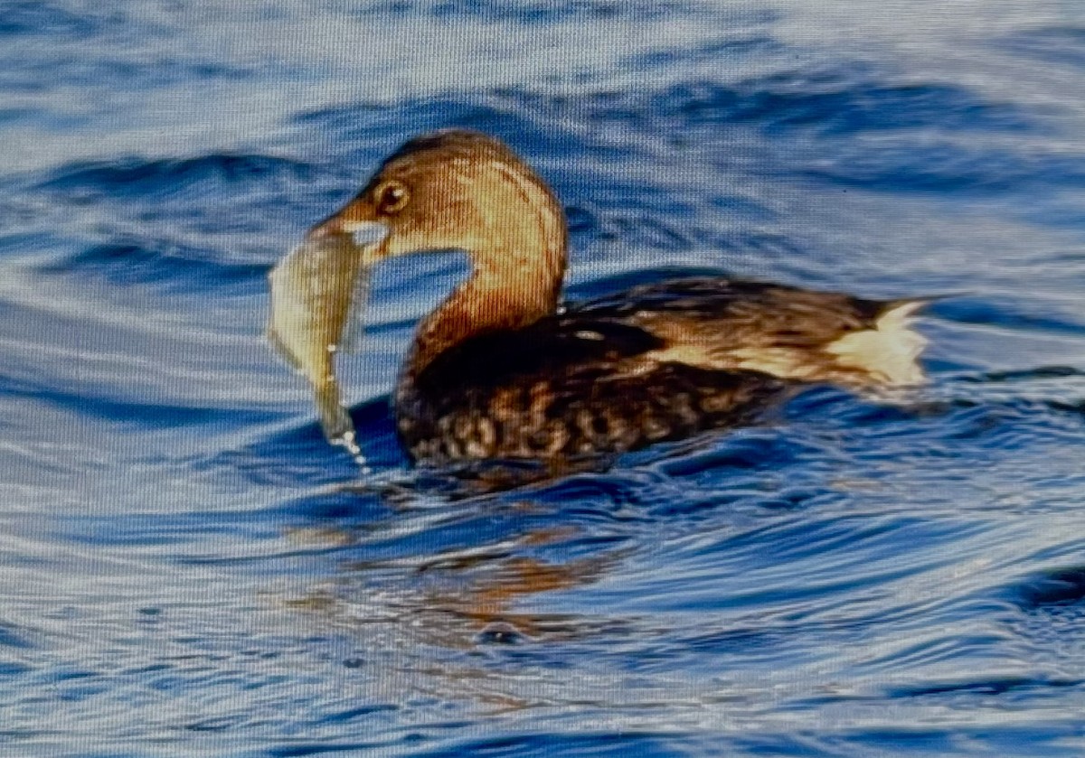 Pied-billed Grebe - ML610610940