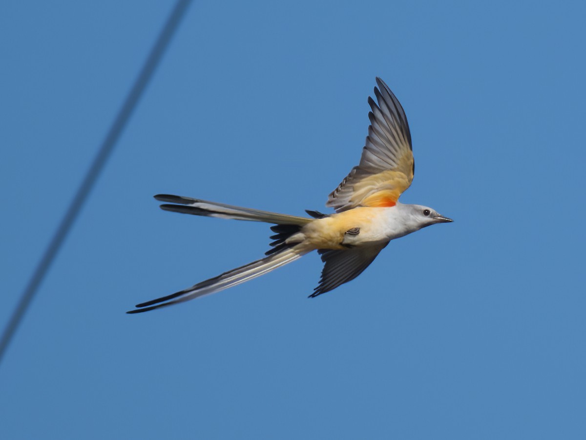 Scissor-tailed Flycatcher - Cin-Ty Lee