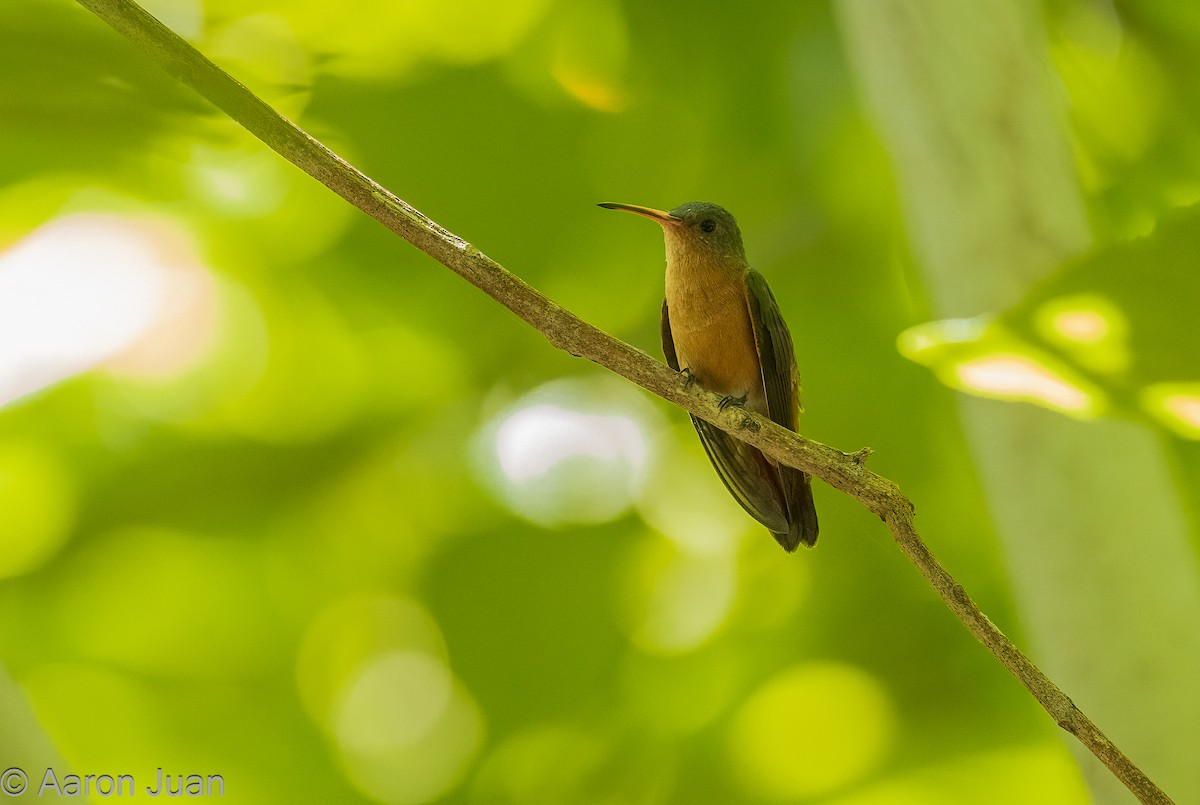 kolibřík ryšavý - ML610611013