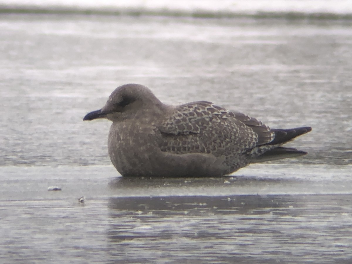 American Herring/Iceland Gull - ML610611039