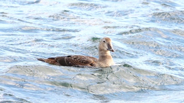 King Eider - ML610611073