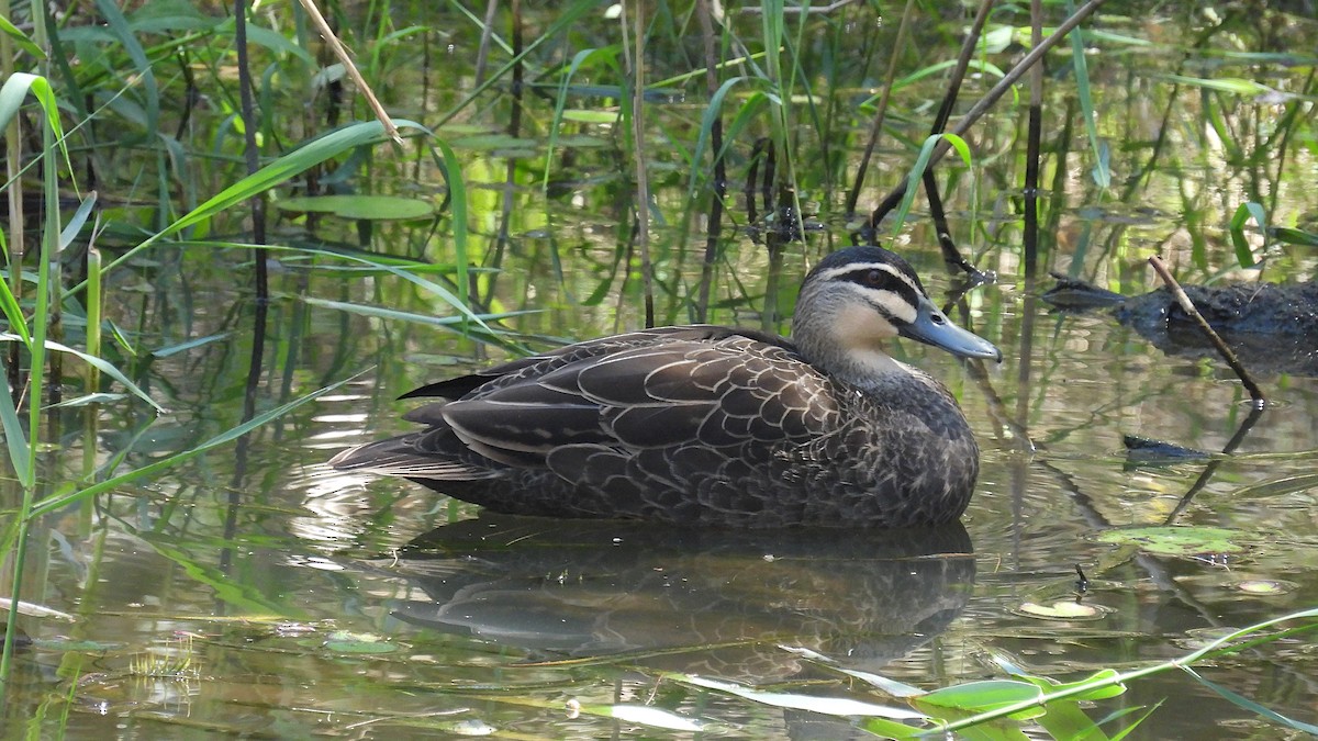 Pacific Black Duck - ML610611120