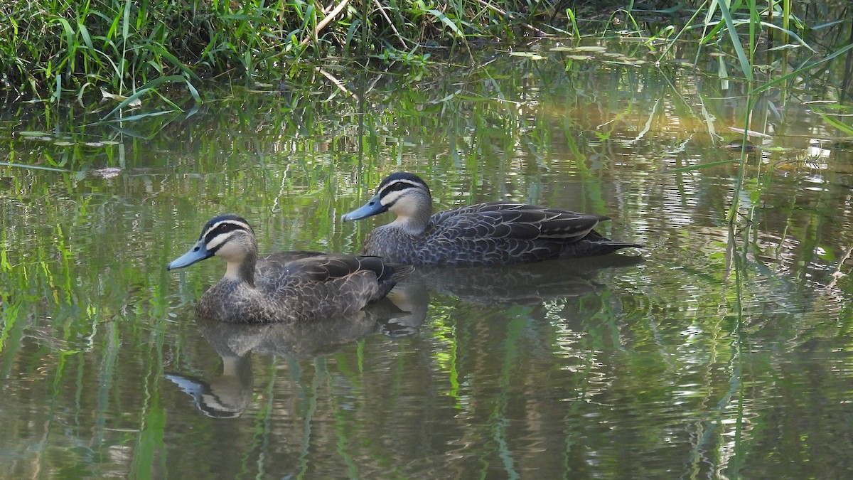 Pacific Black Duck - ML610611121