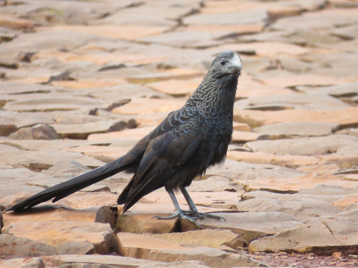 Smooth-billed Ani - ML610611181