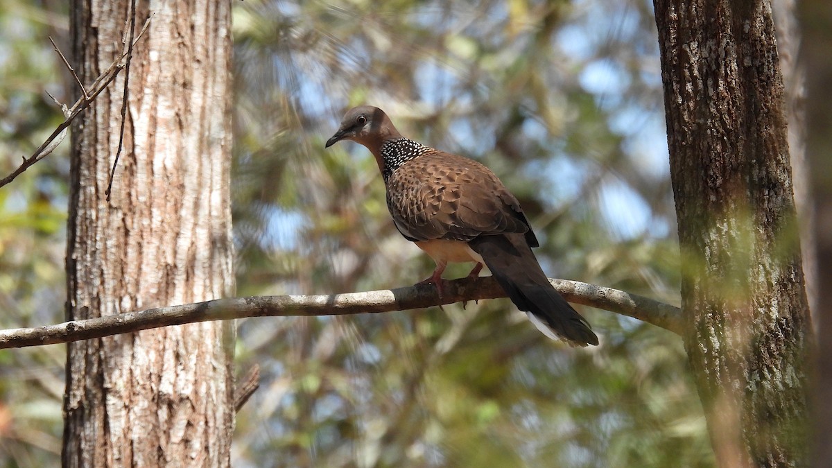 Spotted Dove - ML610611185