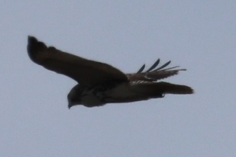 Red-tailed Hawk - burton balkind