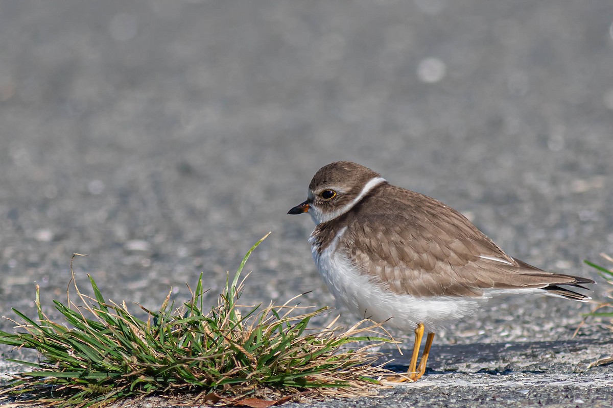 Semipalmated Plover - ML610611205