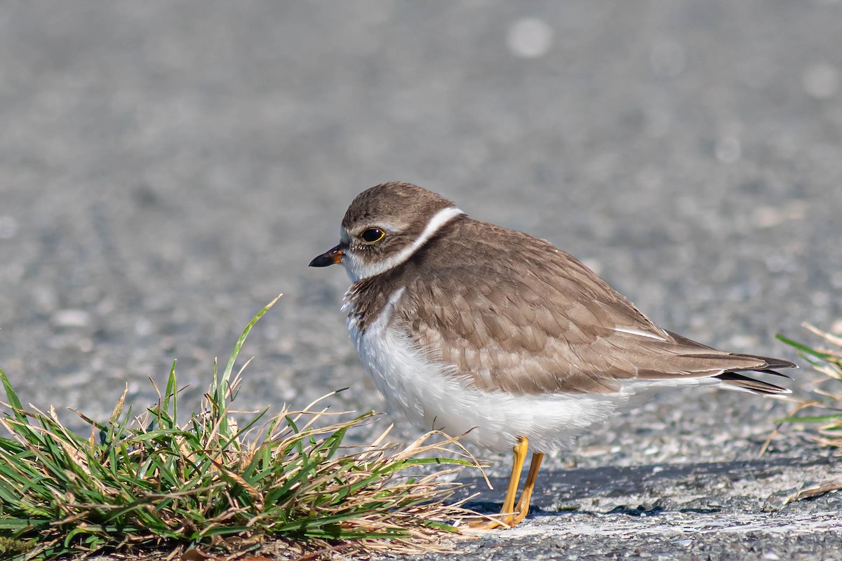 Semipalmated Plover - ML610611207