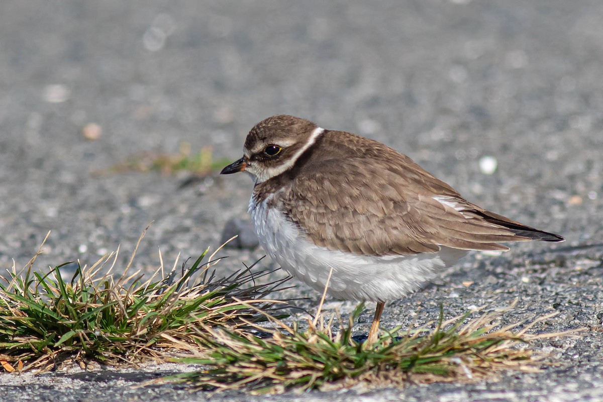 Semipalmated Plover - George Roussey