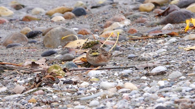 Horned Lark - ML610611255